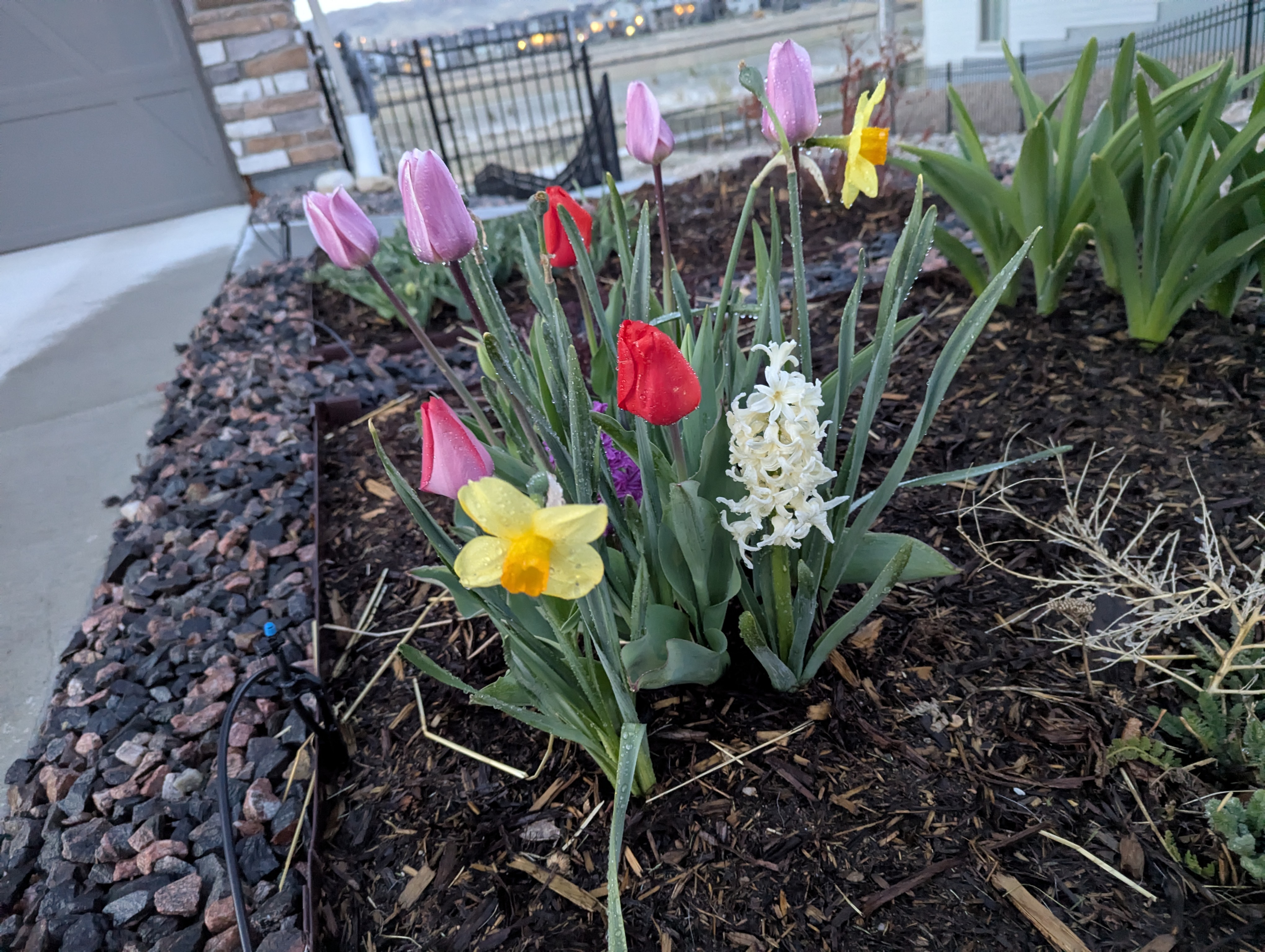 Garden, Flowers, Morrison, Colorado